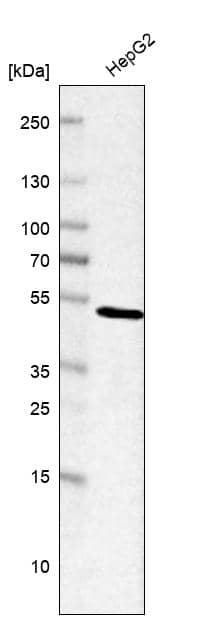 Analysis in human cell line HepG2.
