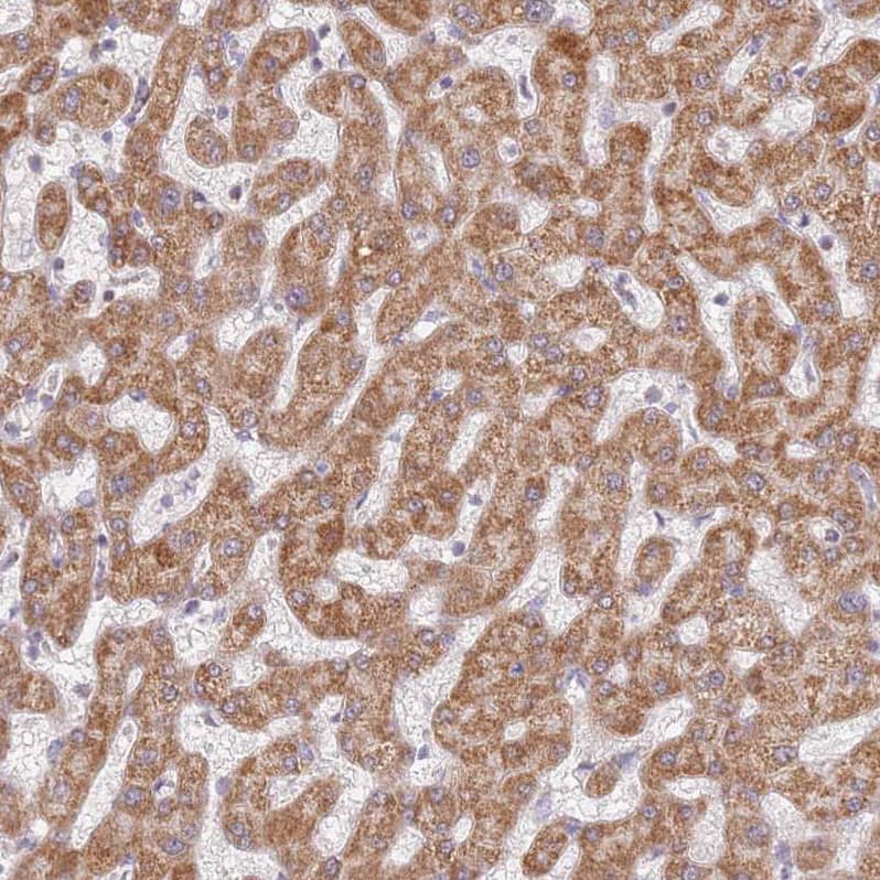 Immunohistochemistry TIMM13 Antibody - BSA Free
