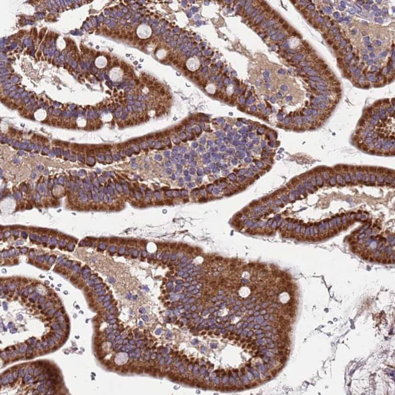 Immunohistochemistry TMEM126A Antibody - BSA Free