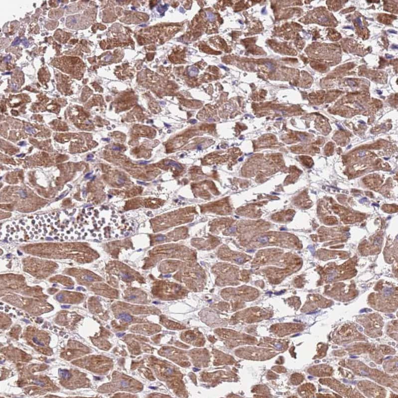 Immunohistochemistry TMEM126A Antibody - BSA Free