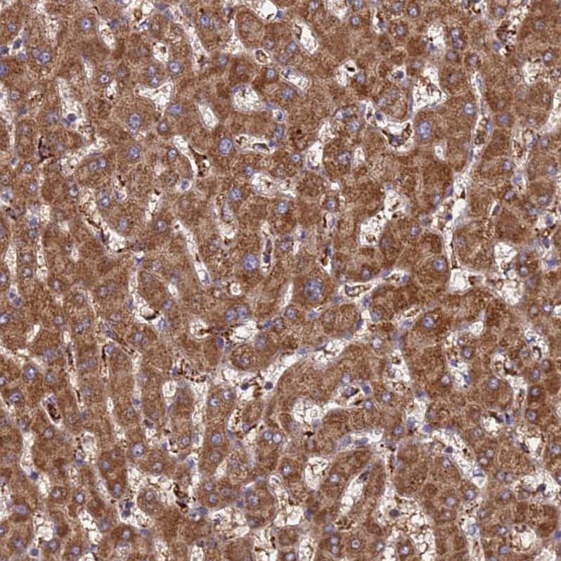 Immunohistochemistry TMEM126A Antibody - BSA Free