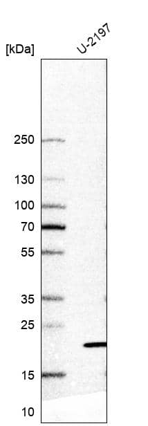 Western Blot TMEM126A Antibody - BSA Free