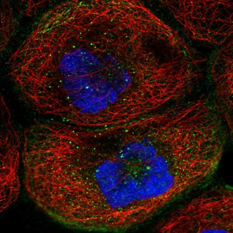 Staining of human cell line A-431 shows localization to plasma membrane & actin filaments.