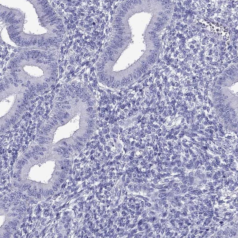 Staining of human endometrium shows low expression as expected.