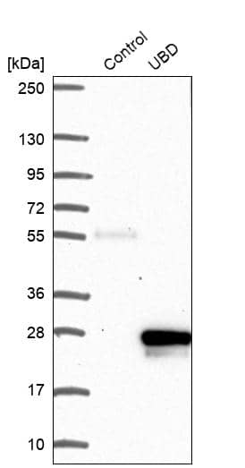 Analysis in control (vector only transfected HEK293T lysate) and UBD over-expression lysate (Co-expressed with a C-terminal myc-DDK tag (~3.1 kDa) in mammalian HEK293T cells).