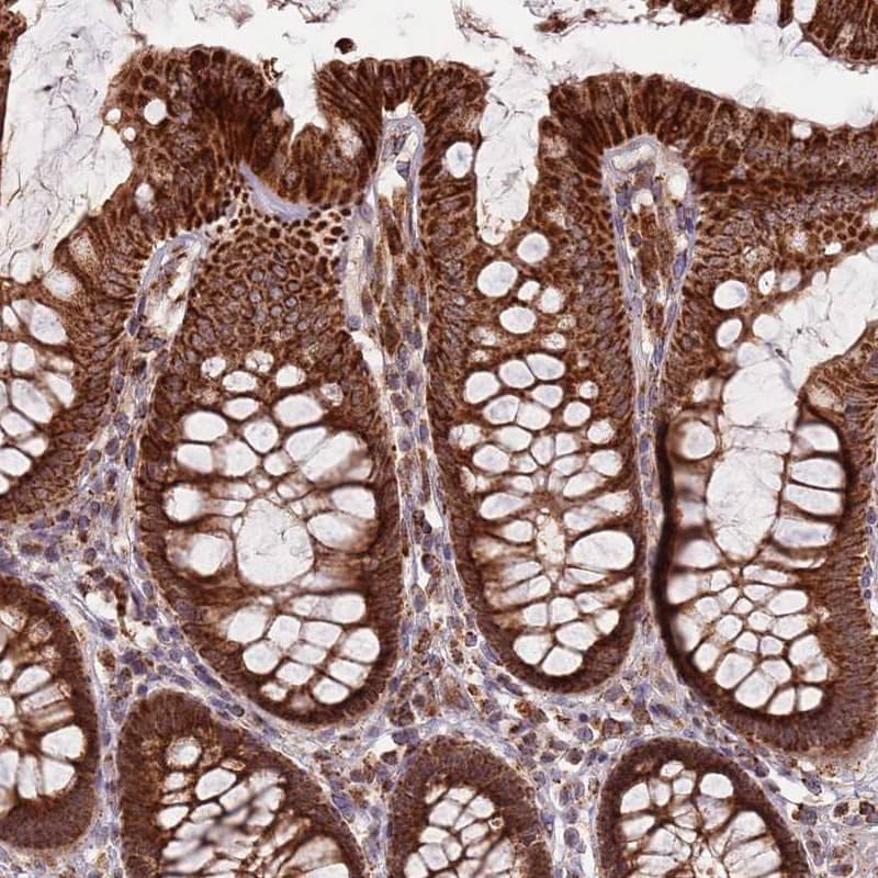 Staining of human colon shows distinct cytoplasmic positivity with a granular pattern in glandular cells.