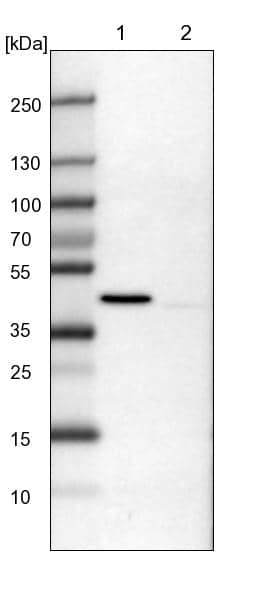 Western Blot ULK3 Antibody - BSA Free