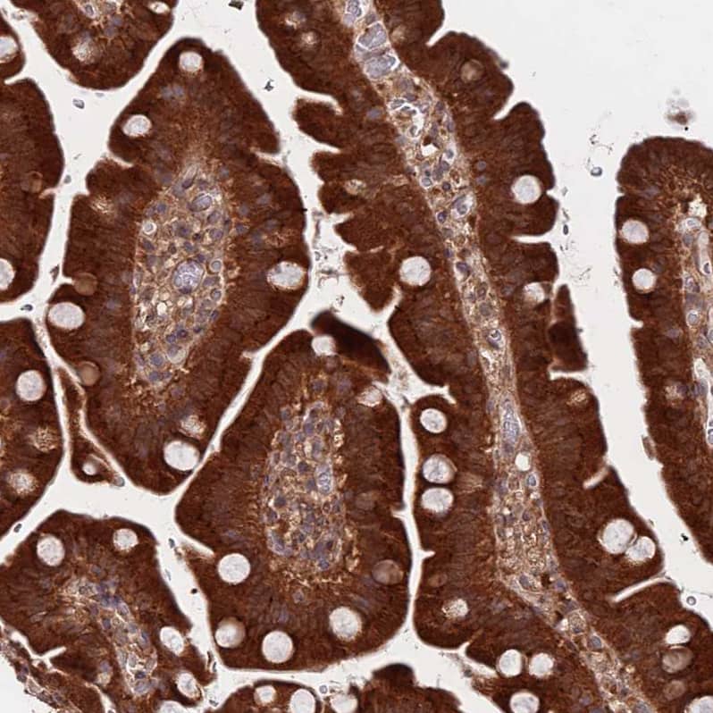 Immunohistochemistry UNC45A Antibody - BSA Free