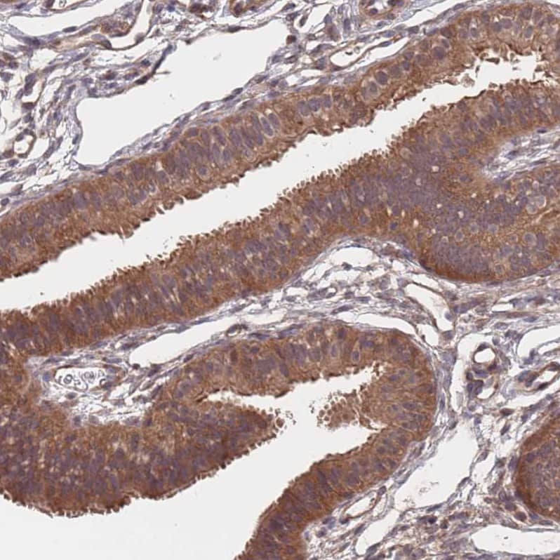 Staining of human Fallopian tube shows strong cytoplasmic positivity in glandular cells.