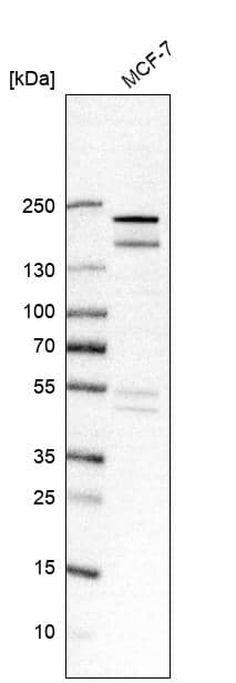 Analysis in human cell line MCF-7.