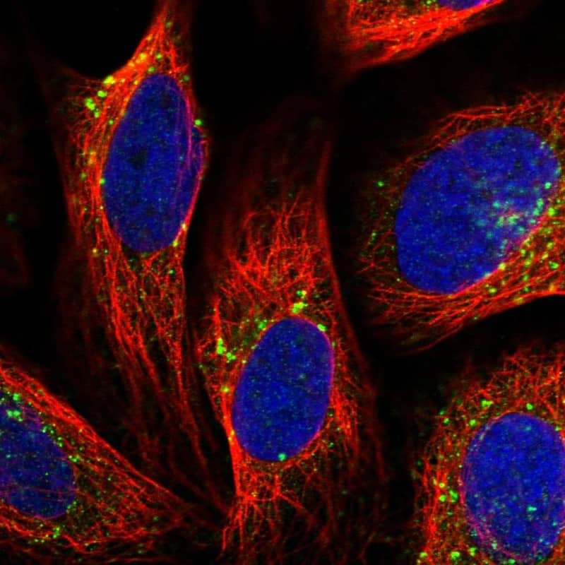 Staining of human cell line U-2 OS shows localization to endosomes & lysosomes.