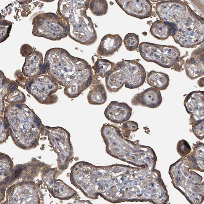 Staining of human placenta shows strong cytoplasmic positivity in trophoblastic cells.