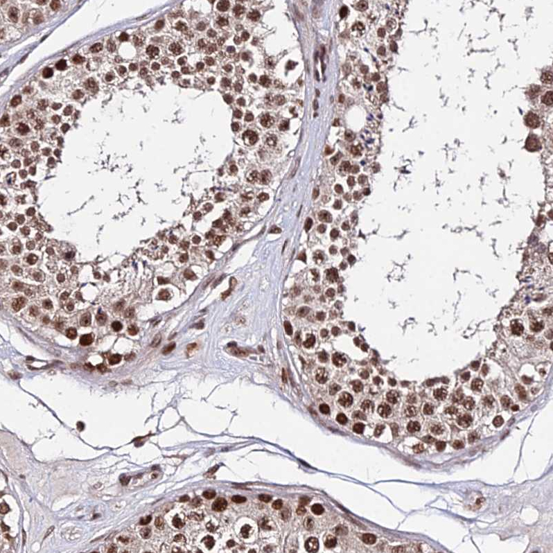 Staining of human testis shows strong nuclear positivity in cells in seminiferous ducts.