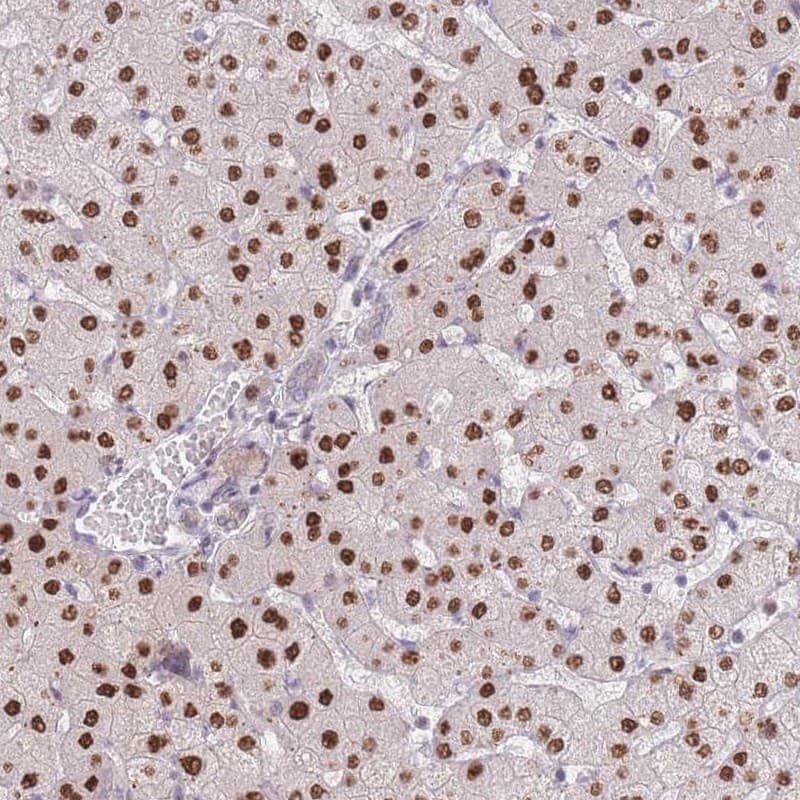 Staining of human liver shows strong nuclear positivity in hepatocytes.