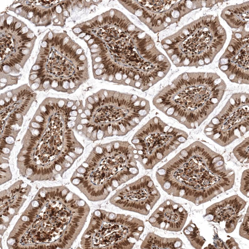 Staining of human small intestine shows strong nuclear positivity in glandular cells.