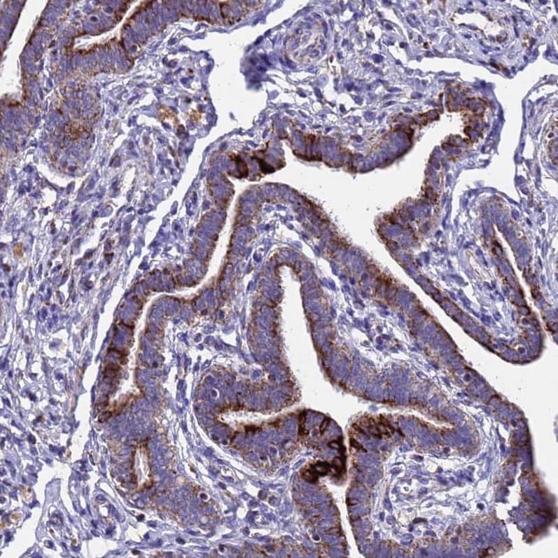Staining of human fallopian tube shows strong granular cytoplasmic positivity in glandular cells.