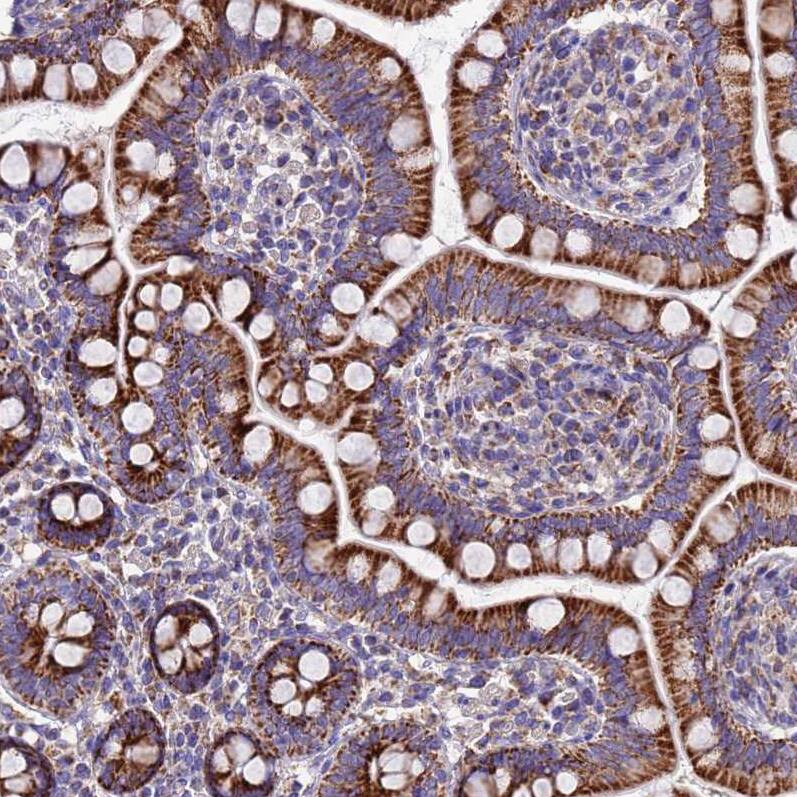 Staining of human small intestine shows strong granular cytoplasmic positivity in glandular cells.