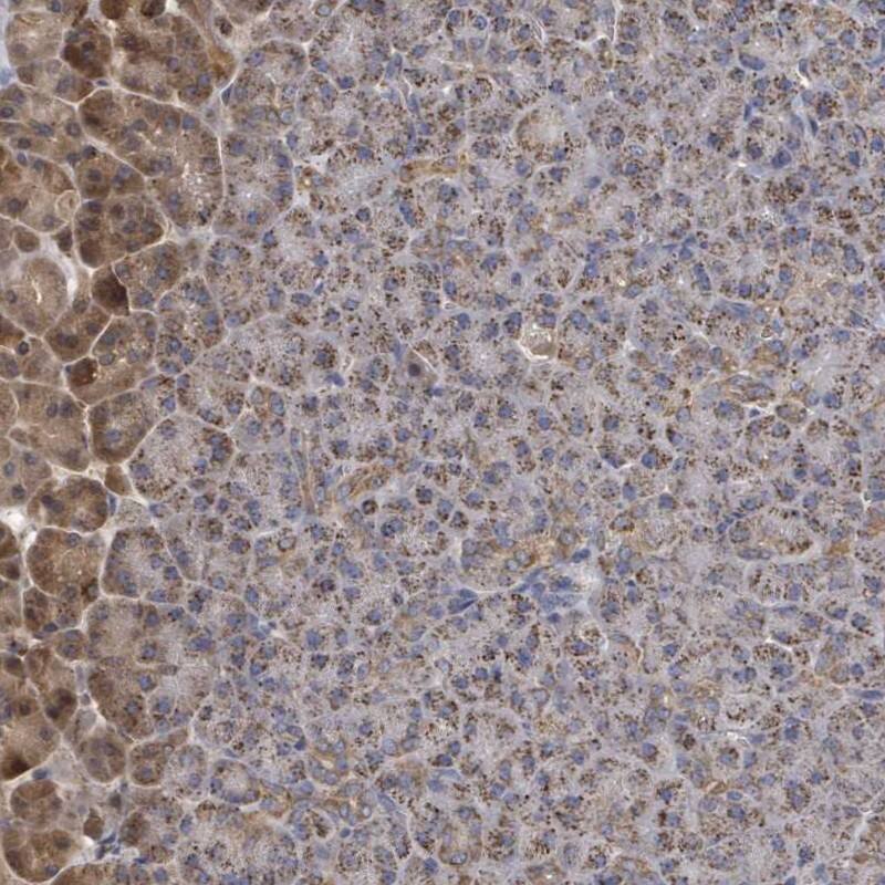 Staining of human pancreas shows strong granular cytoplasmic positivity in exocrine glandular cells.