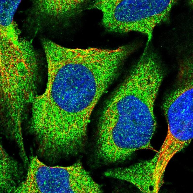 Staining of human cell line U-2 OS shows positivity in cytoplasm.