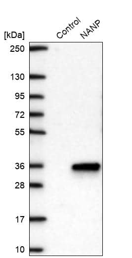 Analysis in control (vector only transfected HEK293T lysate) and NANP over-expression lysate (Co-expressed with a C-terminal myc-DDK tag (~3.1 kDa) in mammalian HEK293T cells).