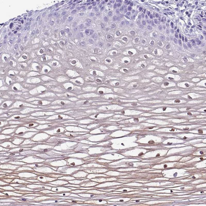 Immunohistochemistry NCCRP1 Antibody - BSA Free
