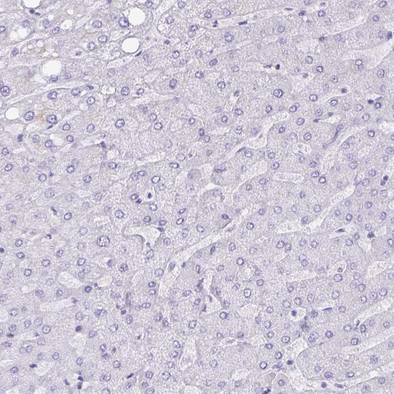 Immunohistochemistry NCCRP1 Antibody - BSA Free
