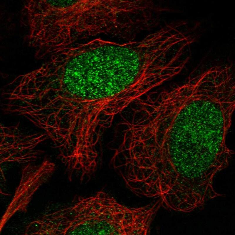 Staining of human cell line U-2 OS shows localization to nucleus.