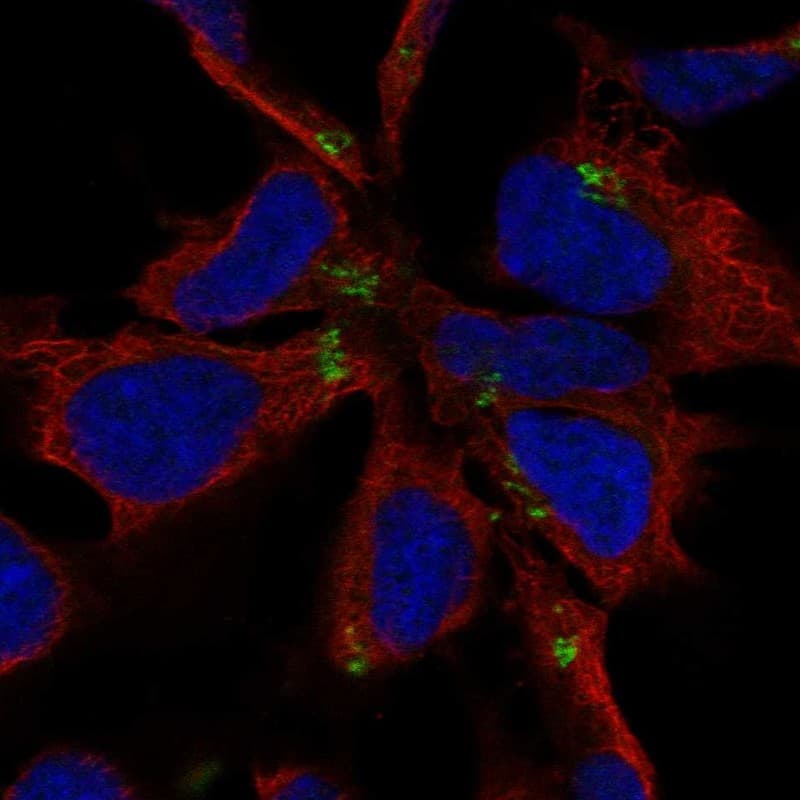 Immunocytochemistry/ Immunofluorescence NHLH1 Antibody - BSA Free