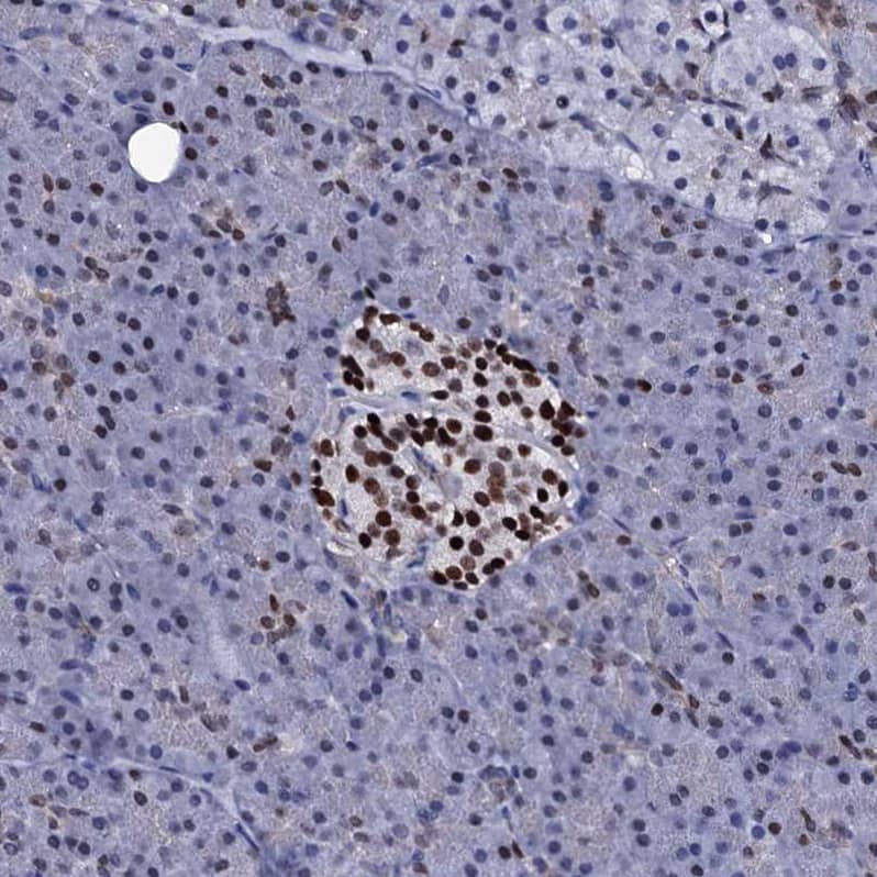 Staining of human pancreas shows strong nuclear positivity in islets of Langerhans.
