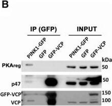 Western Blot: NSFL1C Antibody [NBP2-13677] - PINK1 phosphorylates the activation loop of PKA. A, IP products of HEK293 cell lysates expressing GFP or PINK1-GFP reveal that PINK1 pulls down the PKA holoenzyme (PKAcat & PKAreg) in addition to VCP & p47. B, IP products of HEK293 lysates expressing PINK1-GFP, GFP or GFP-VCP reveal that either PINK1 or VCP pull down p47, but only PINK1 pulls down PKAreg. C, IP products of HEK293 lystates expressing Vector or MYC-p47 reveals that p47 does not interact w/ PKAcat or PKAreg. D, 2-D analysis of endogenous PKA subunits in control (M14) & PINK1-3xFlag (#24) stable SH-SY5Y lines reveal an acidic shift of PKAcat (arrow), but not PKAreg, in PINK1-overexpressing cells. E, Structural model for the MD-equilibrated (100 ns) complex between hPINK1 (pink) & PKAcat (green). PKA-T197 (cyan balls) & PINK1-D362 (orange balls) are shown in relation to PINK1-bound ATP w/ two Mg2+ (purple). Red, tan, white, cyan, & blue represent O, P, H, C, & N atoms, respectively, of ATP. F, Immunoblot analysis of HEK293 cells transfected w/ GFP or PINK1-GFP reveals that PINK1-GFP increases PKAcat phosphorylation at T197, but has no effect on PKAreg phosphorylation at S99 (mean ± SD, three independent experiments, p = 0.014). G, Recombinant PKAcat purified from E. coli, which is already phosphorylated at T197, dephosphorylated by incubation w/  lambda  phosphatase (PP) at 30°C × 1 h. Successful dephosphorylation verified by immunoblot. H, In vitro kinase assay of human GST-PINK1 w/ dephosphorylated recombinant PKAcat in the presence or absence of the PKA inhibitor H89 reveals that hPINK1 phosphorylates PKA at T197. I, In vitro kinase assay of GST-TcPINK1 w/ dephosphorylated recombinant PKAcat reveals that TcPINK1 is also capable of directly phosphorylating PKAcat. Image collected & cropped by CiteAb from the following publication (//pubmed.ncbi.nlm.nih.gov/30783609), licensed under a CC-BY license. Not internally tested by Novus Biologicals.