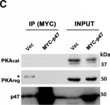 Western Blot: NSFL1C Antibody [NBP2-13677] - PINK1 phosphorylates the activation loop of PKA. A, IP products of HEK293 cell lysates expressing GFP or PINK1-GFP reveal that PINK1 pulls down the PKA holoenzyme (PKAcat & PKAreg) in addition to VCP & p47. B, IP products of HEK293 lysates expressing PINK1-GFP, GFP or GFP-VCP reveal that either PINK1 or VCP pull down p47, but only PINK1 pulls down PKAreg. C, IP products of HEK293 lystates expressing Vector or MYC-p47 reveals that p47 does not interact w/ PKAcat or PKAreg. D, 2-D analysis of endogenous PKA subunits in control (M14) & PINK1-3xFlag (#24) stable SH-SY5Y lines reveal an acidic shift of PKAcat (arrow), but not PKAreg, in PINK1-overexpressing cells. E, Structural model for the MD-equilibrated (100 ns) complex between hPINK1 (pink) & PKAcat (green). PKA-T197 (cyan balls) & PINK1-D362 (orange balls) are shown in relation to PINK1-bound ATP w/ two Mg2+ (purple). Red, tan, white, cyan, & blue represent O, P, H, C, & N atoms, respectively, of ATP. F, Immunoblot analysis of HEK293 cells transfected w/ GFP or PINK1-GFP reveals that PINK1-GFP increases PKAcat phosphorylation at T197, but has no effect on PKAreg phosphorylation at S99 (mean ± SD, three independent experiments, p = 0.014). G, Recombinant PKAcat purified from E. coli, which is already phosphorylated at T197, dephosphorylated by incubation w/  lambda  phosphatase (PP) at 30°C × 1 h. Successful dephosphorylation verified by immunoblot. H, In vitro kinase assay of human GST-PINK1 w/ dephosphorylated recombinant PKAcat in the presence or absence of the PKA inhibitor H89 reveals that hPINK1 phosphorylates PKA at T197. I, In vitro kinase assay of GST-TcPINK1 w/ dephosphorylated recombinant PKAcat reveals that TcPINK1 is also capable of directly phosphorylating PKAcat. Image collected & cropped by CiteAb from the following publication (//pubmed.ncbi.nlm.nih.gov/30783609), licensed under a CC-BY license. Not internally tested by Novus Biologicals.