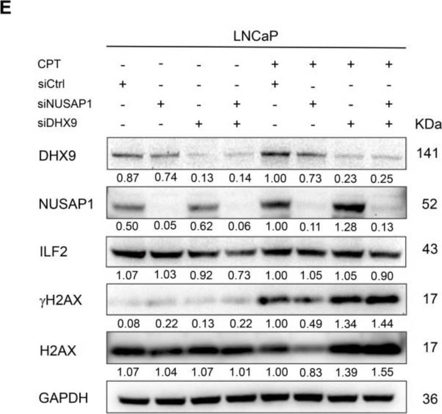 Western Blot NUSAP1 Antibody - BSA Free