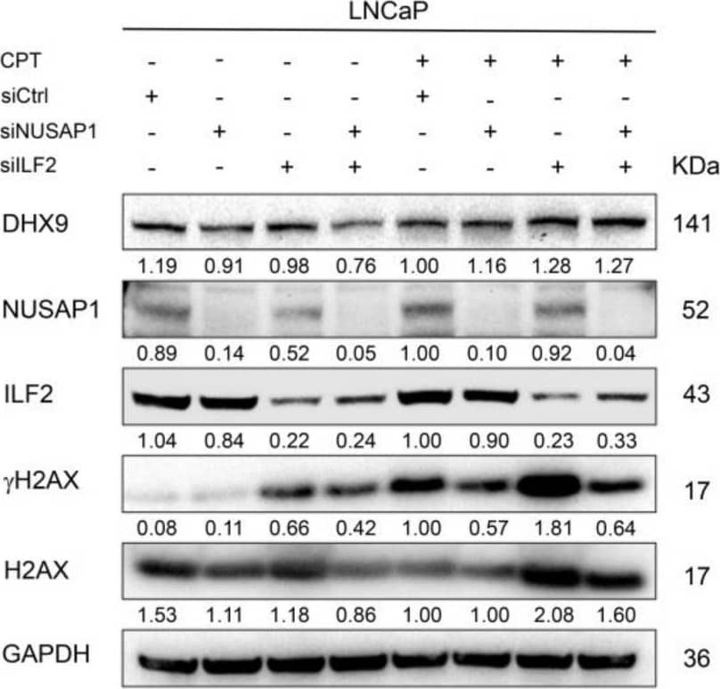 Western Blot NUSAP1 Antibody - BSA Free