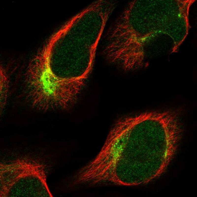 Staining of human cell line U-2 OS shows localization to nucleoplasm & intermediate filaments.