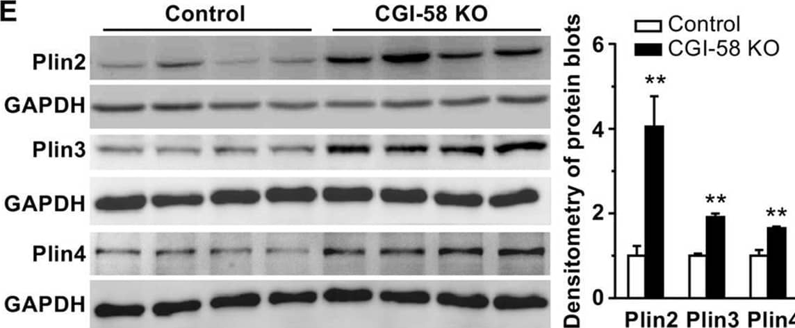 Deletion of CGI-58 in Huh7 human hepatoma cell line increases cellular lipids and perilipin expression. (A) The sgRNA sequence targeting Exon 3 of human CGI-58 gene and the sequencing result of the DNA from CGI-58 knockout (KO) Huh7 cells. (B) Immunoblots of the KO and control Huh7 cell lysates. (C) Fluorescence microscopic images of LDs stained with Bodipy (green) and nuclei stained with DAPI (blue) in the KO and control cells. (D) Triglyceride (TG) content in the KO and control cells (n = 5). (E) Western blots of perilipins in the KO and control cell lysates. The blots were quantified by densitometry. (F) Relative levels of mRNAs for perilipins in the KO and control cells (n = 4). GAPDH was used as an internal invariant control. *P < 0.05; **P < 0.01. Image collected and cropped by CiteAb from the following open publication (//pubmed.ncbi.nlm.nih.gov/32170127), licensed under a CC-BY license. Not internally tested by Novus Biologicals.