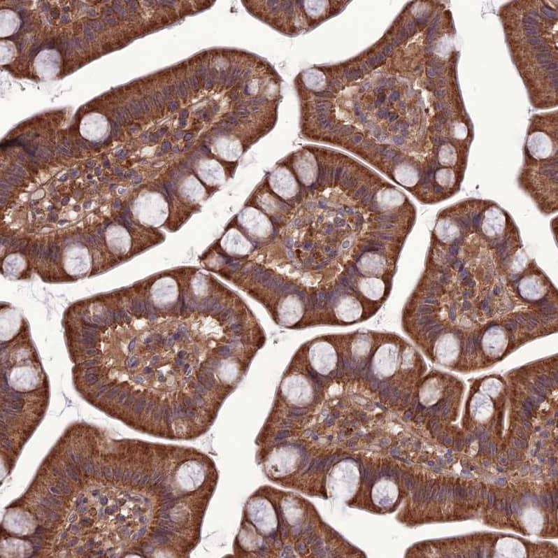 Staining of human small intestine shows strong cytoplasmic positivity in glandular cells.