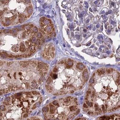 Staining of human kidney.