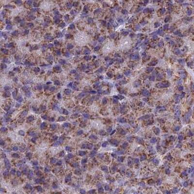 Staining of human pancreas.