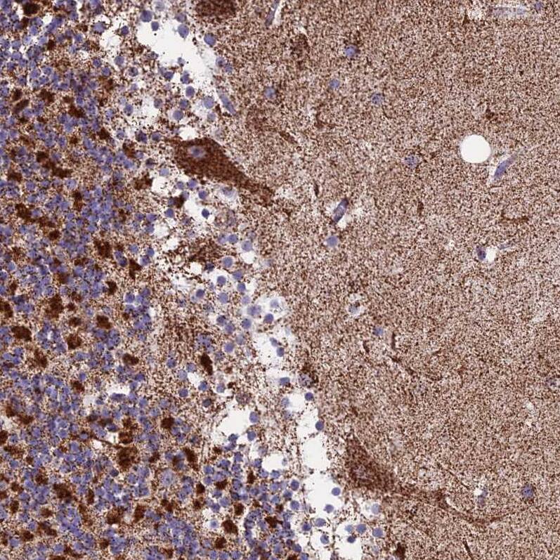 Staining of human cerebellum shows moderate to strong cytoplasmic positivity in Purkinje cells.