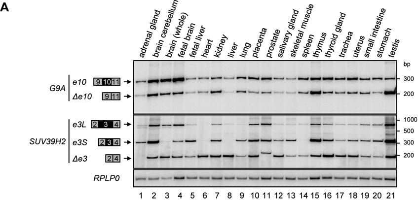HIF protein stabilization and HIF-1 alpha  transcriptional activityRepresentative western blot showing protein levels of HIF-1 alpha  and HIF-2 alpha  (n = 3) in (A) cardiomyocytes derived from R1 and R1HIF-1 alpha −/− mESC exposed to 1% O2 and (B) cardiomyocytes derived from HG8 mESC exposed to 1% O2 and DMOG. Cropped representative western blots are shown from total of n = 3. mRNA levels of (C) Glut1 and (D) VEGF in cardiomyocytes derived from HG8 mESC exposed to 1% O2 or DMOG determined by qRT-PCR (n = 3). Data are presented as 2− delta Cq ± SEM (groups were compared using one-way ANOVA with the Tukey (HSD) post hoc test *p < 0.05). Image collected and cropped by CiteAb from the following open publication (//pubmed.ncbi.nlm.nih.gov/29137374), licensed under a CC-BY license. Not internally tested by Novus Biologicals.
