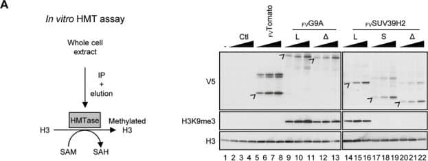 Immunohistochemical detection of HIF-1 alpha  protein in human tissues. The nature of the tissue is indicated on top of each figure. Original magnifications are as follows: A, ×400; B, ×400; C, ×100; D, ×100; E, ×100; F, ×100; G, ×40; H, ×40. Image collected and cropped by CiteAb from the following open publication (//bmcgenet.biomedcentral.com/articles/10.1186/1471-2156-5-27), licensed under a CC-BY license. Not internally tested by Novus Biologicals.