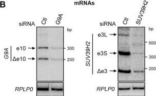 Relation of OGT-TET1 interaction on histone methylation and Nrf2 expression in SNUC5/5-FUR cellsA. Interaction between OGT and TET1 was examined by immunoprecipitation analyses using anti-OGT and anti-TET1 antibodies followed by Western blotting with anti-TET1 and anti-OGT antibodies. B. Interaction between OGT and TET1 was assessed by using PLA. Each green spot represents for a single interaction (OGT and TET1) and DNA was stained with DAPI. *Significantly different from SNUC5 cells (p<0.05). C. The O-GlcNAcylated TET1 or O-GlcNAcylated OGT was examined by immunoprecipitation analyses using anti-O-GlcNAc antibody followed by Western blotting with anti-TET1 and anti-OGT antibodies. The cells were transfected with non-targeting siRNA (siControl) or siOGT RNA or siTET1 RNA for 24 h. D. Expression pattern of OGT and TET1 in SNUC5/5-FUR cells was determined by Western blot analysis. *Significantly different from siControl-transfected cells (p<0.05). E. Expression pattern of TET1, OGT, HCF1, MLL, and Nrf2 in SNUC5/5-FUR cells was determined by Western blot analysis. *Significantly different from siControl-transfected cells (p<0.05). Image collected and cropped by CiteAb from the following open publication (//www.oncotarget.com/lookup/doi/10.18632/oncotarget.9745), licensed under a CC-BY license. Not internally tested by Novus Biologicals.