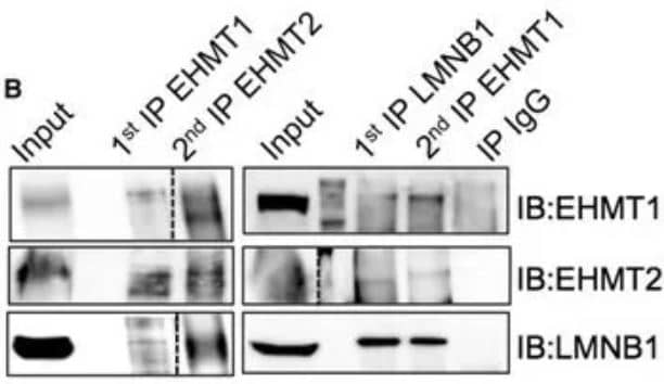 Western Blot: G9a/EHMT2 Antibody [NBP2-13948] - Sequential IP in HEK293 cells demonstrating GLP/EHMT1 (NBP1-77400), G9a/EHMT2 (NBP2-13948), and LMNB1 are a part of the same complex. The dotted line indicates spliced lane from two different exposures of the same gel. Image collected and cropped by CiteAb from the following publication (//pubmed.ncbi.nlm.nih.gov/30858340/) licensed under a CC-BY license.