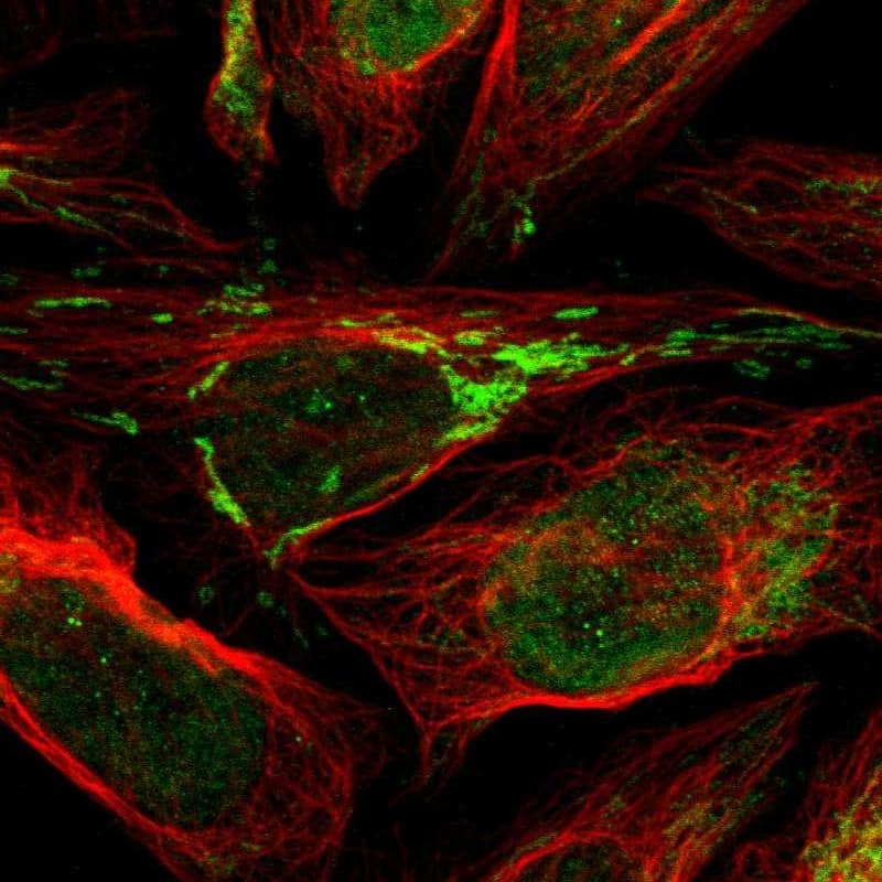 Immunocytochemistry/ Immunofluorescence FAM210A Antibody - BSA Free