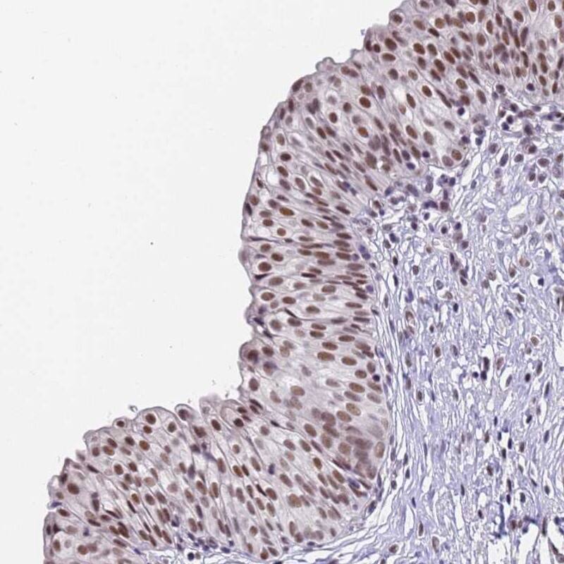 Immunohistochemistry-Paraffin FNBP4 Antibody - BSA Free