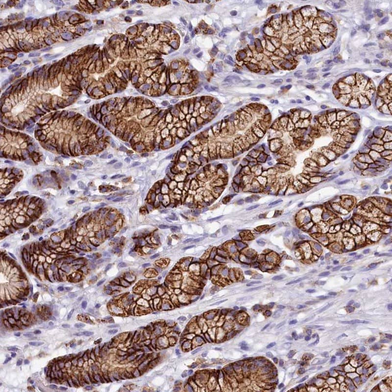 Staining of human stomach shows strong cytoplasmic and membranous positivity in glandular cells.
