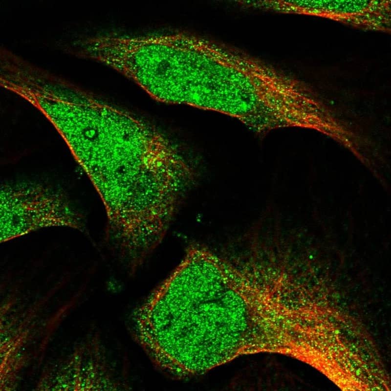 Staining of human cell line U-2 OS shows localization to nucleoplasm & cytosol.