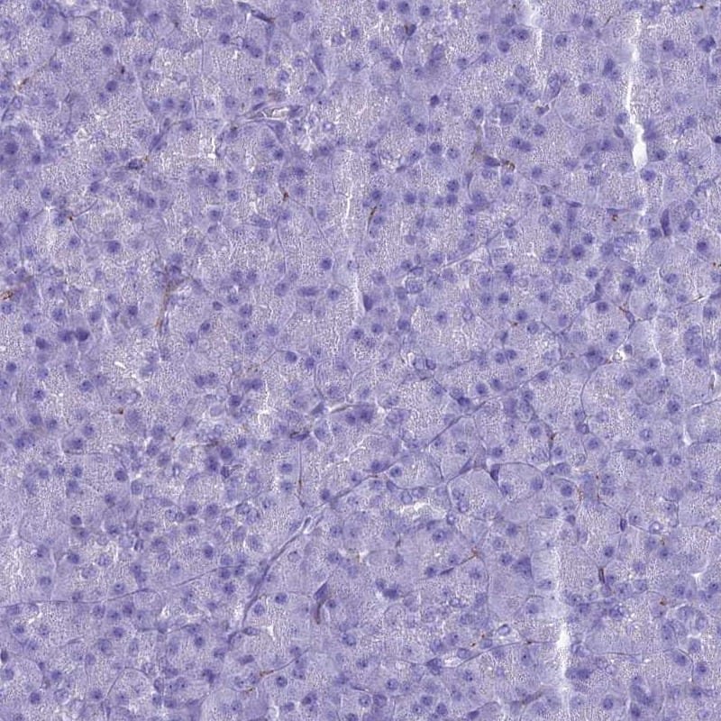 Immunohistochemistry-Paraffin MAP6 Antibody - BSA Free