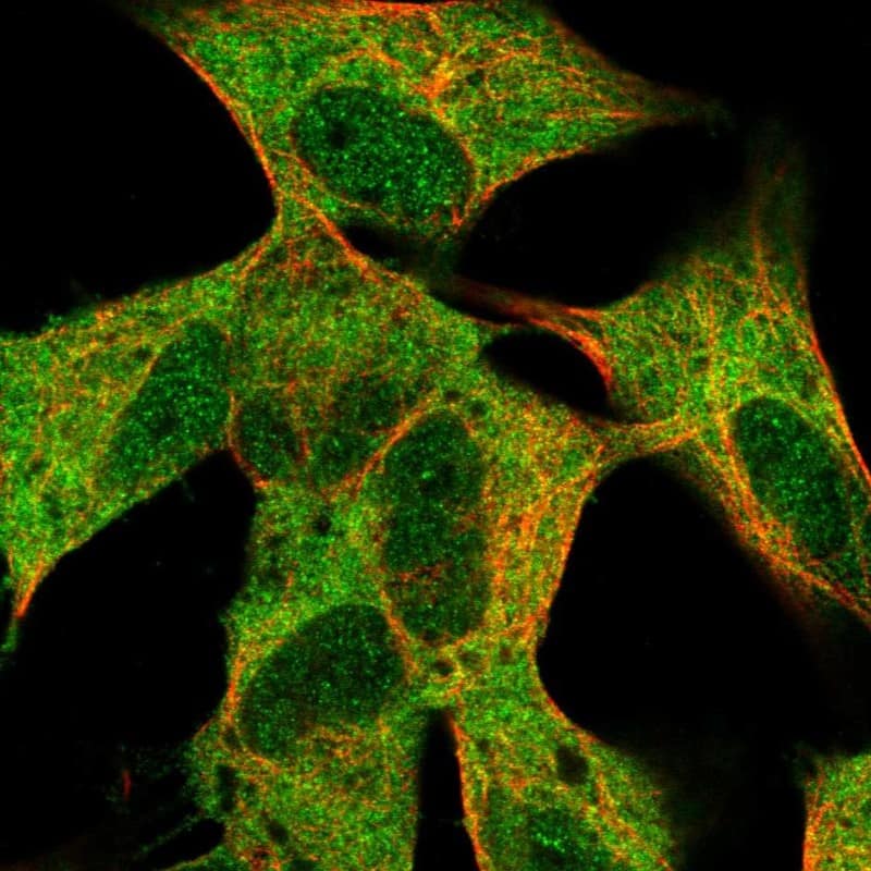 Immunocytochemistry/ Immunofluorescence MLLT11 Antibody - BSA Free