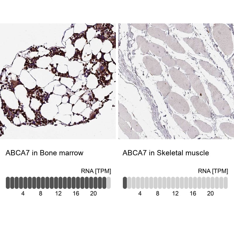 Analysis in human bone marrow and skeletal muscle tissues. Corresponding RNA-seq data are presented for the same tissues.